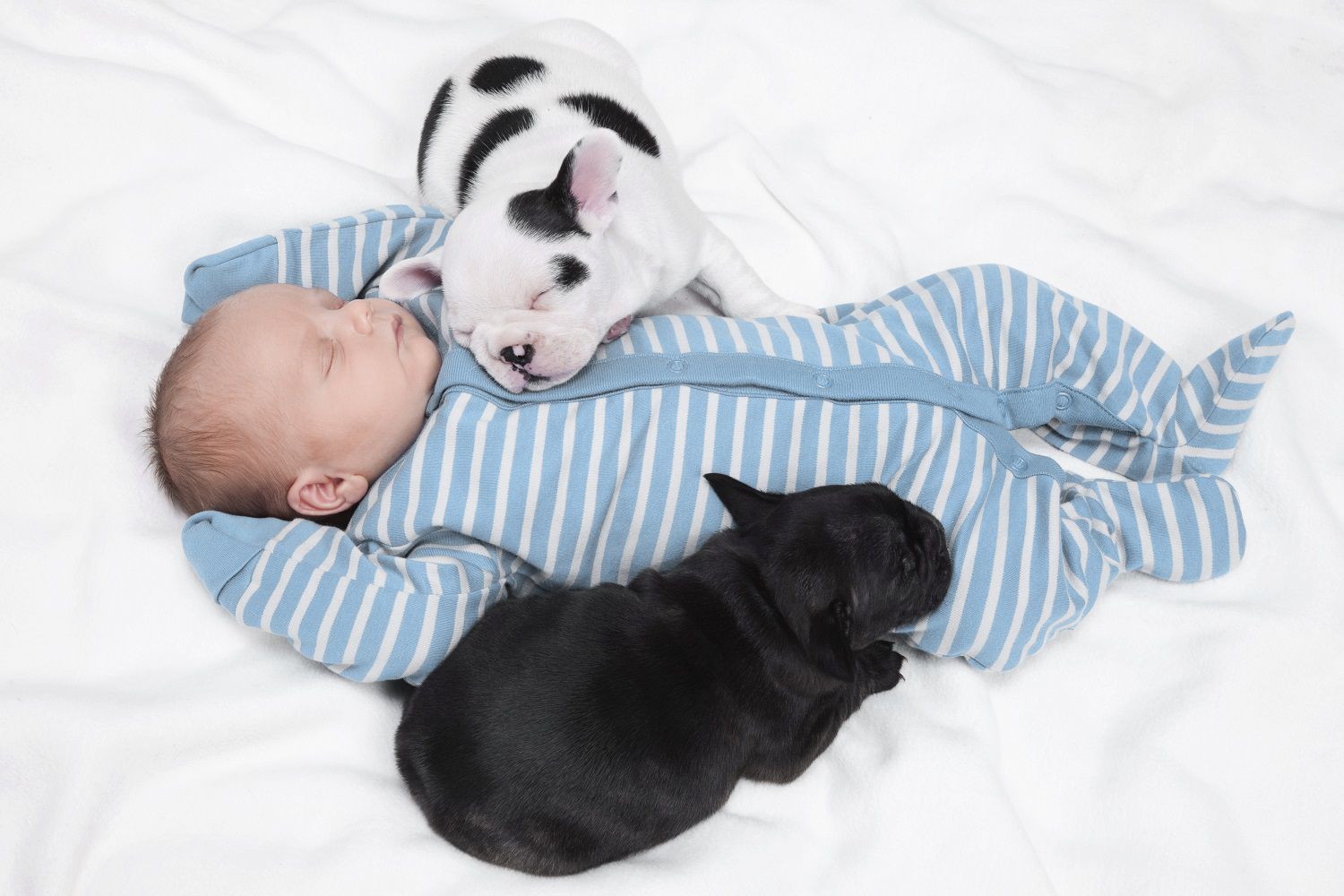 Guidelines for Acclimating Infants to Household Pets